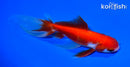 5.75" WATONAI GOLDFISH