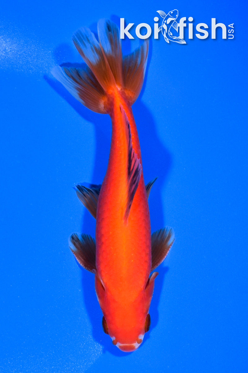 5.5" WAKIN GOLDFISH