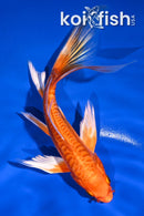 7.5" DOITSU ORENJI OGON BUTTERFLY