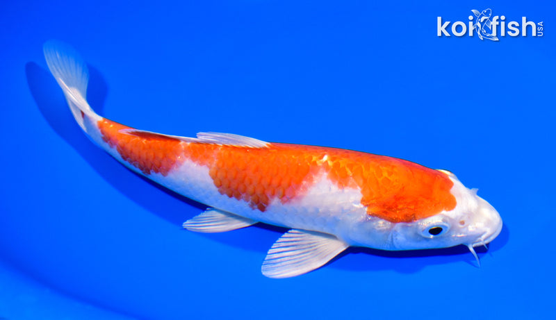7.75" HARIWAKE