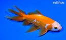 6.5" WATONAI GOLDFISH