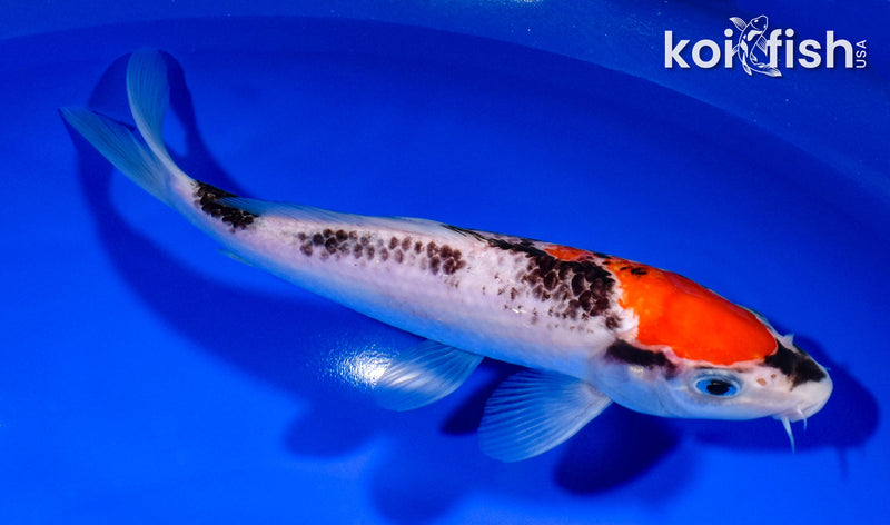 7.5" GOSHIKI