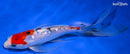 8" GINRIN SANKE BUTTERFLY