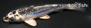 3.75" GINRIN KIKOKURYU