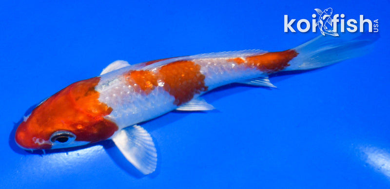 5" GINRIN HARIWAKE
