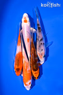 PACK OF (5) 4-5" STANDARD KOI
