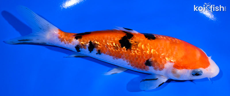 6.25" GINRIN SANKE