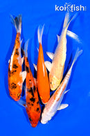 PACK OF (5) 5.75-6.25" STANDARD KOI