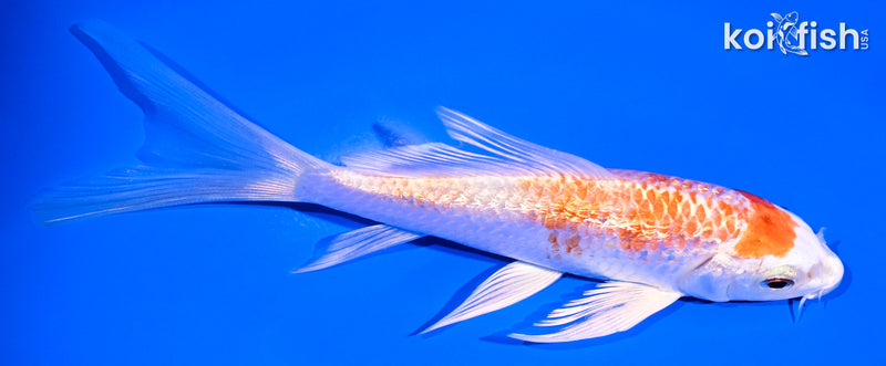 5" GINRIN HARIWAKE BUTTERFLY