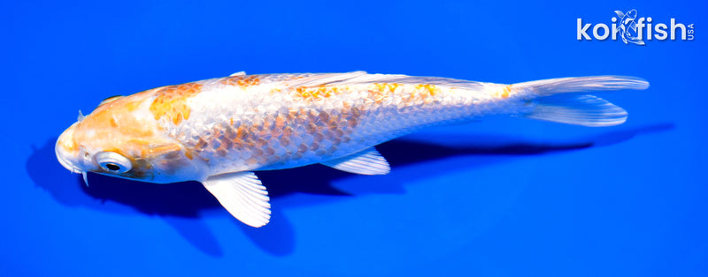 7.5" GINRIN HARIWAKE