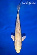 7.5" YAMABUKI OGON