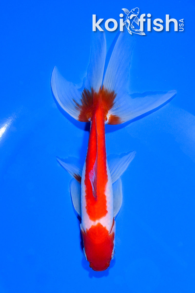 5.75" SARASA WATONAI GOLDFISH