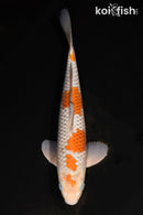 14.25" OCHIBA SHIGURE