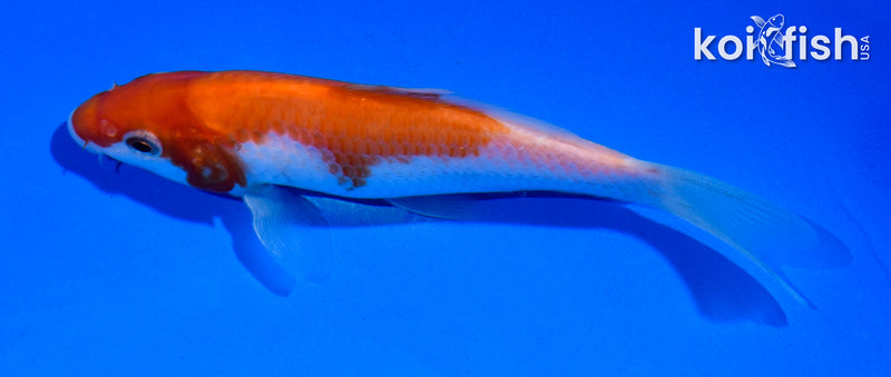 5" KOHAKU