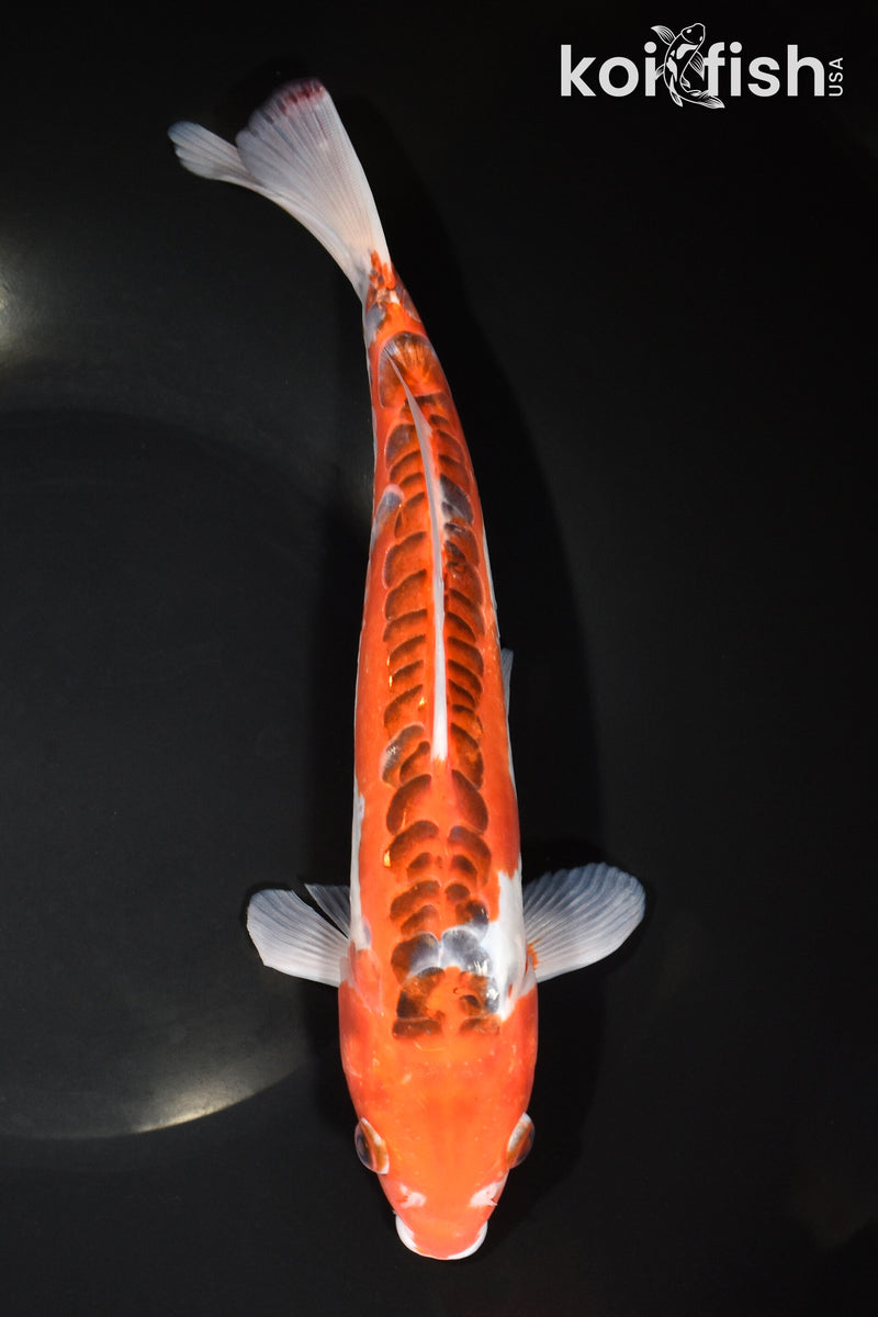 10.75" HI SHUSUI