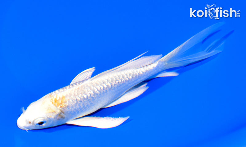6" GINRIN HARIWAKE BUTTERFLY