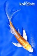 4.5" DOITSU LEMON HARIWAKE BUTTERFLY
