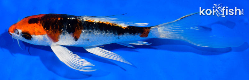 6" DOITSU KUJAKU BUTTERFLY