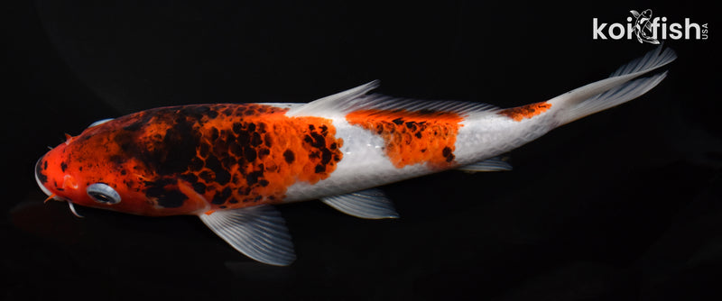 7.75" GOROMO