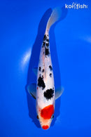 9" SANKE