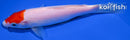 6.75" KOHAKU
