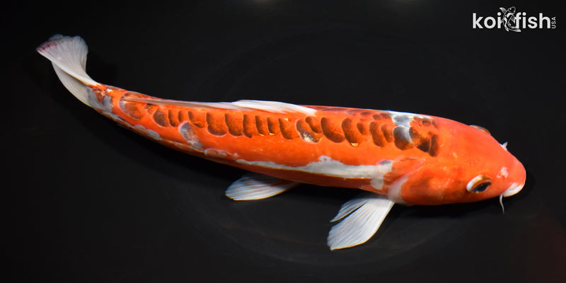 10.75" HI SHUSUI