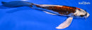 6.75" BENI KIKOKURYU BUTTERFLY