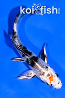 4.5" YAMATO NISHIKI BUTERFLY