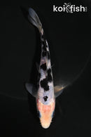 5" SHIRO BEKKO
