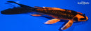7.75" GINRIN ORENJI MATSUBA BUTTERFLY