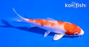 4.5" HARIWAKE