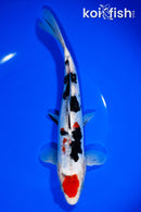 8.75" DOITSU MARUTEN SANKE