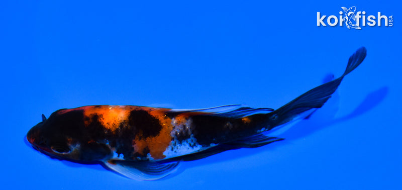 5.5" SHOWA BUTTERFLY