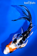 6" HEISEI NISHIKI BUTTERFLY