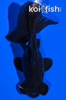 4.25" TELESCOPE FANTAIL GOLDFISH