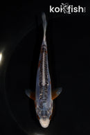 5" SHUSUI