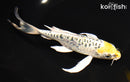7.75" ARAGOKE KUJAKU BUTTERFLY