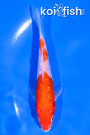 4.5" GINRIN KOHAKU