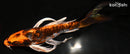 8" BENI KIKOKURYU BUTTERFLY
