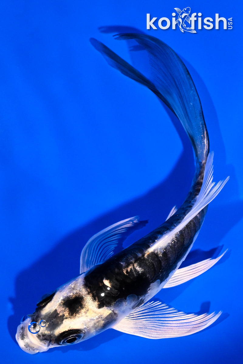 5.25" KIKOKURYU BUTTERFLY