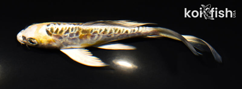 5.75" ARAGOKE KIN KIKOKURYU BUTTERFLY