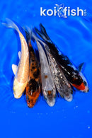 PACK OF (5) 3.75-4" STANDARD KOI