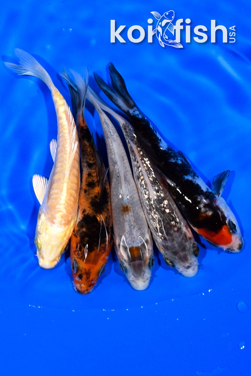 PACK OF (5) 3.75-4" STANDARD KOI