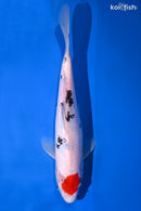 11" TANCHO SANKE