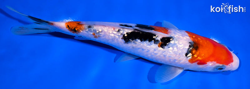 7" GINRIN SANKE