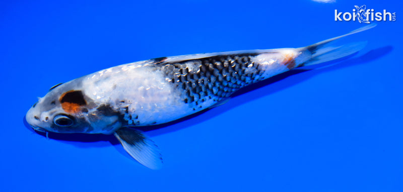 7.25" GINRIN SHOWA