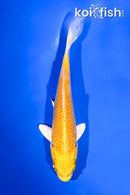 4.5" YAMABUKI OGON