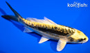 5.75" KIN KIKOKURYU