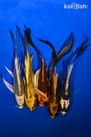 PACK OF (5) 5-6" BUTTERFLY KOI