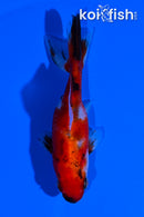 3.5" CALICO WAKIN GOLDFISH